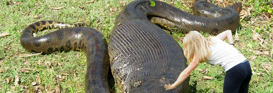 Discover The Famous Anaconda Secret Life