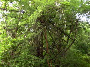 Chippewa Lake in Ohio 1